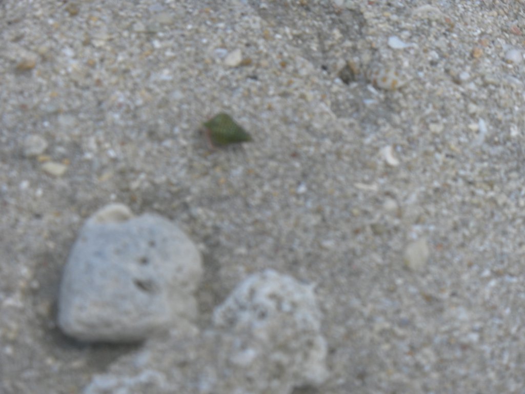 Image SAM_5372.JPG