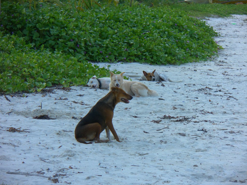 Image SAM_5413.JPG