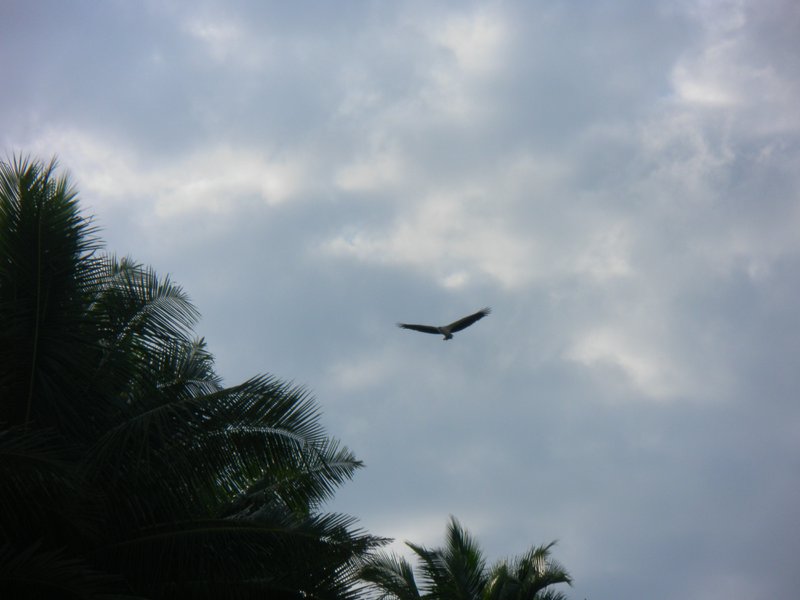 Image SAM_5420.JPG