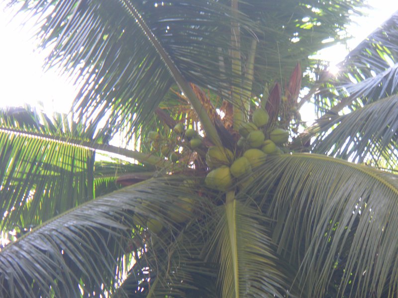Image SAM_5446.JPG
