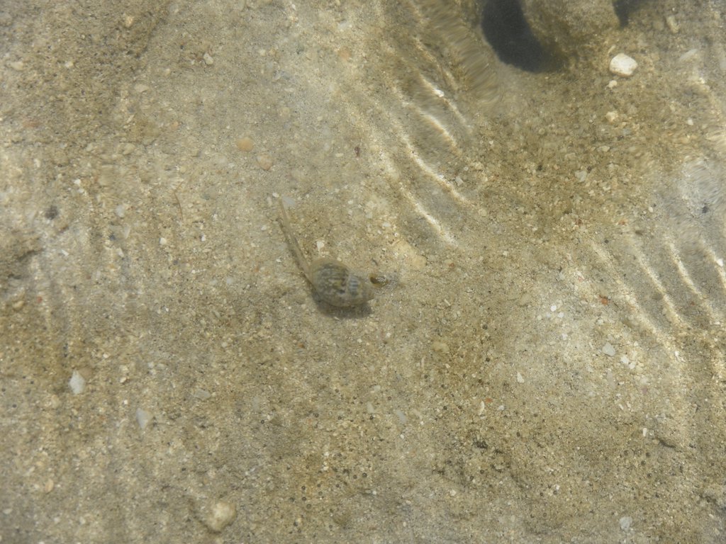 Image SAM_5497.JPG