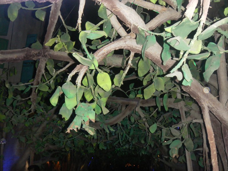 Image SAM_4974.JPG