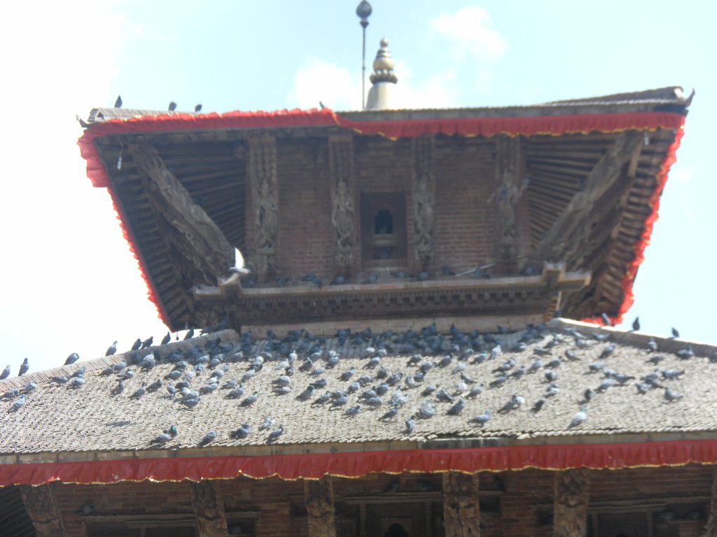 Image SAM_4062.JPG