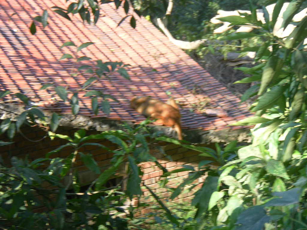 Image SAM_4105.JPG