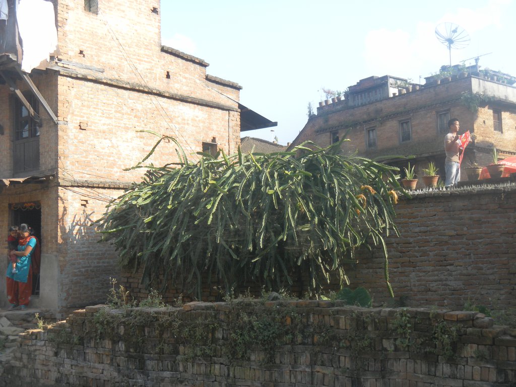 Image SAM_4246.JPG