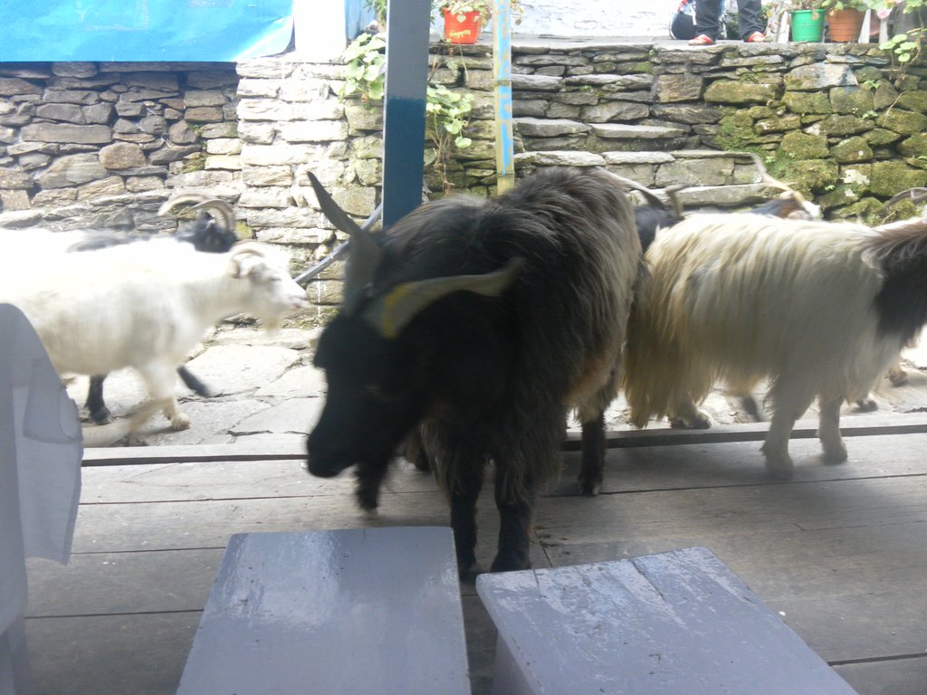 Image SAM_4369.JPG