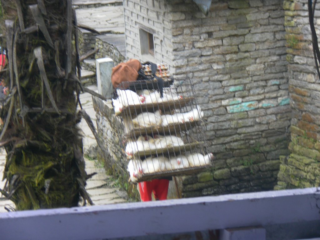 Image SAM_4370.JPG