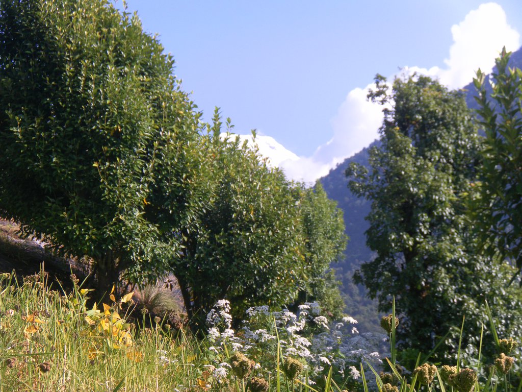 Image SAM_4398.JPG