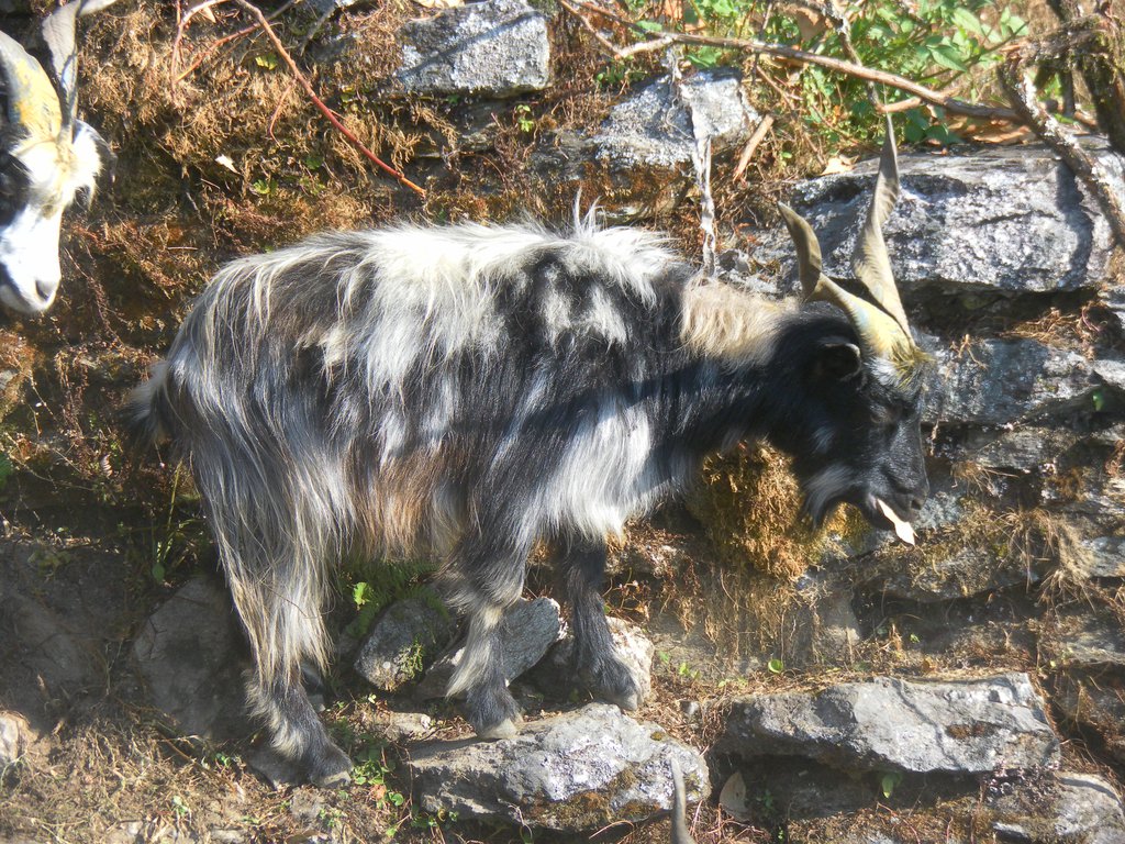 Image SAM_4399.JPG