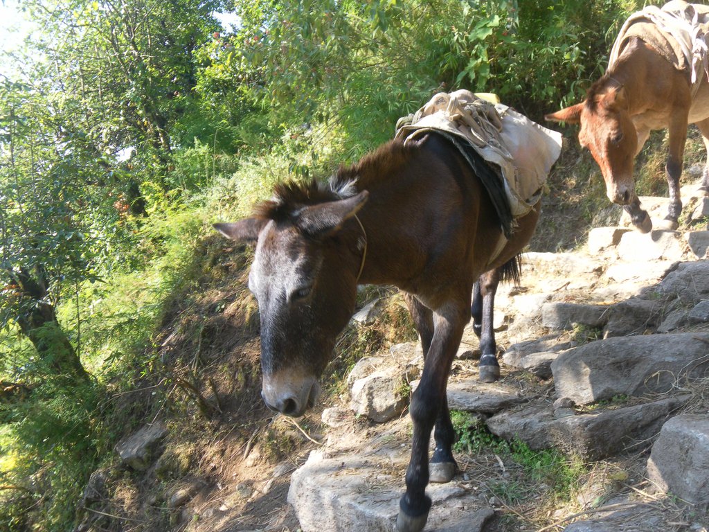Image SAM_4404.JPG