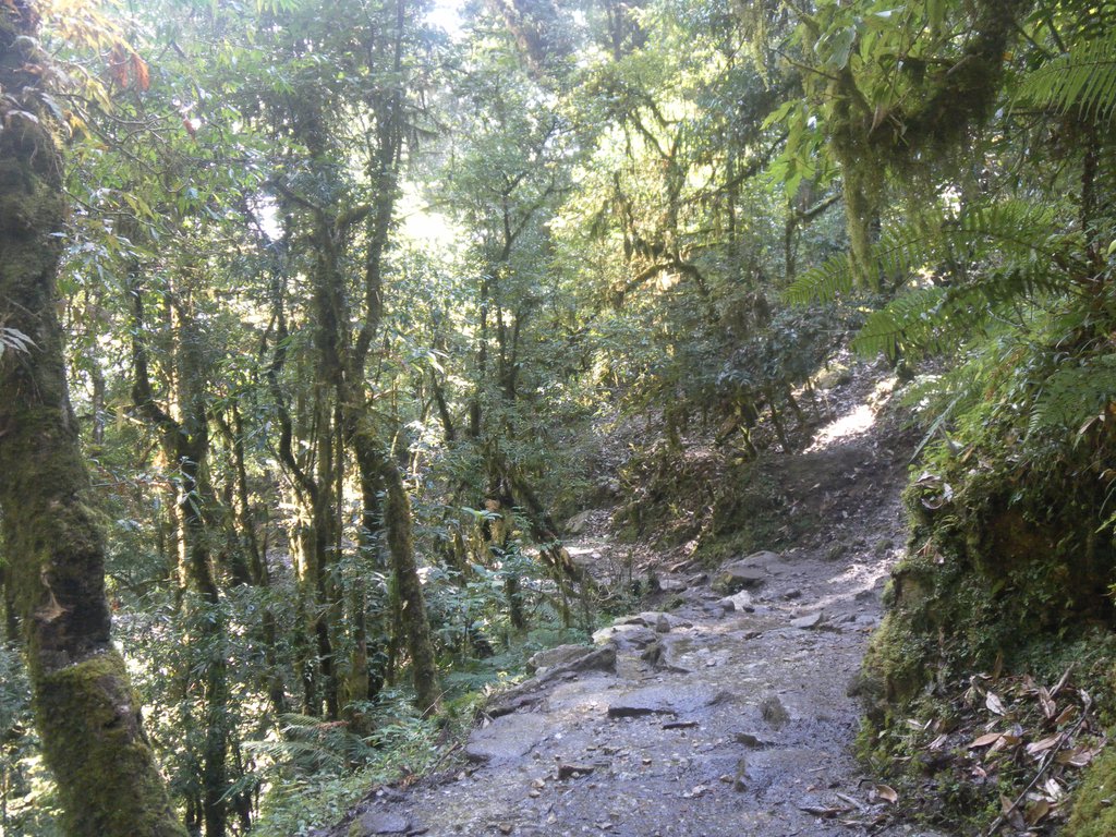 Image SAM_4435.JPG