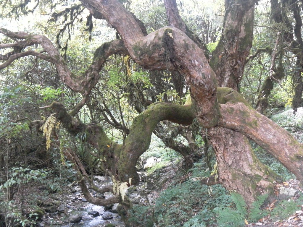 Image SAM_4449.JPG