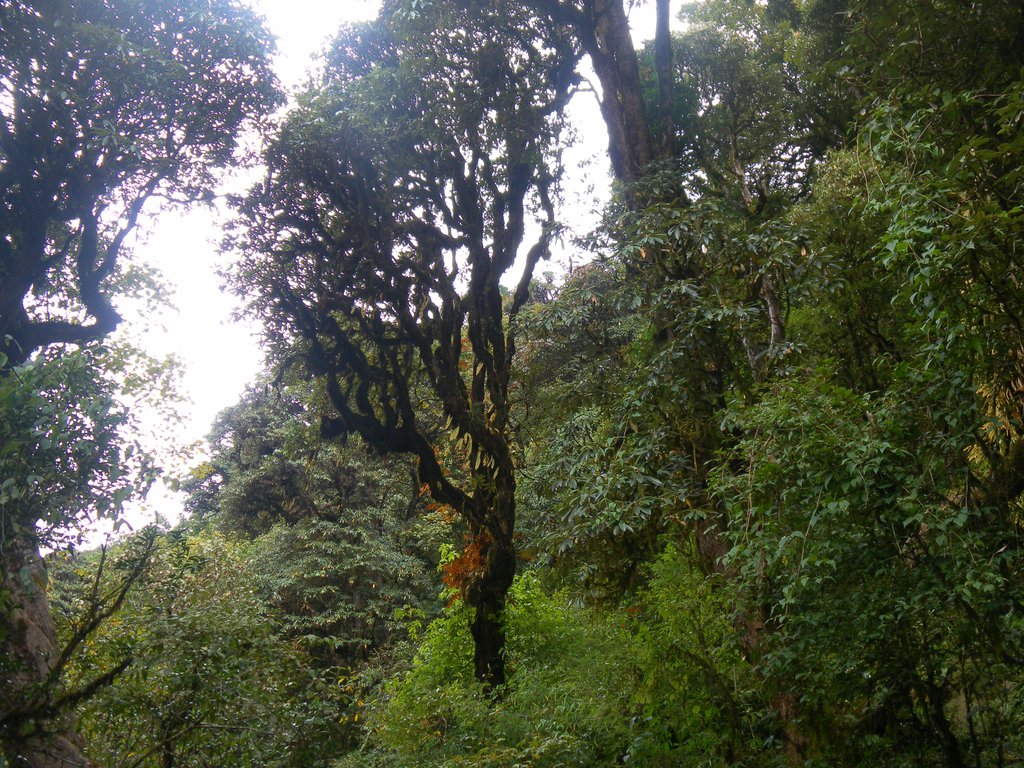 Image SAM_4450.JPG