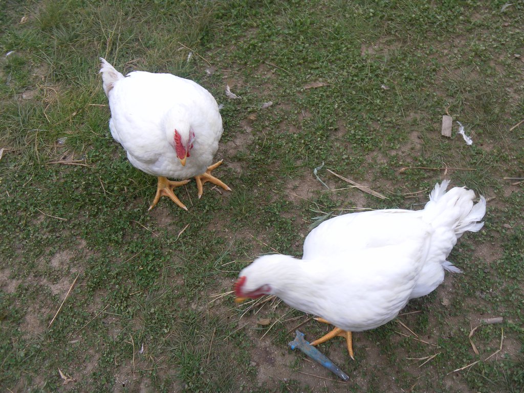 Image SAM_4466.JPG