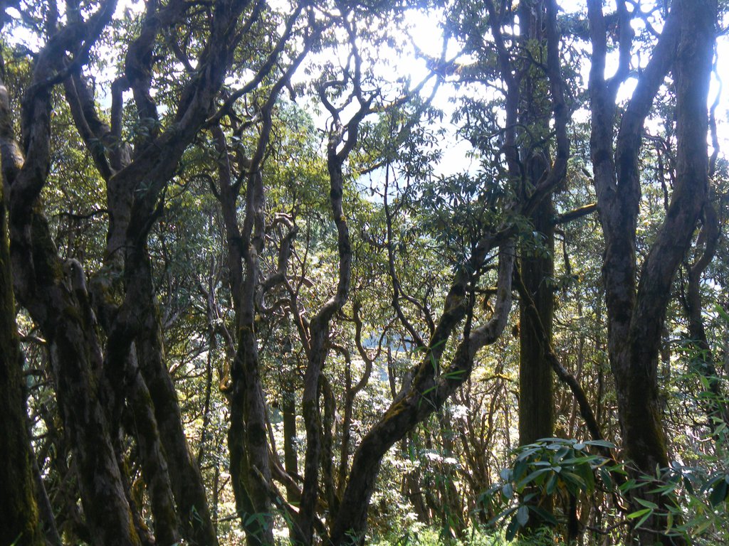 Image SAM_4582.JPG