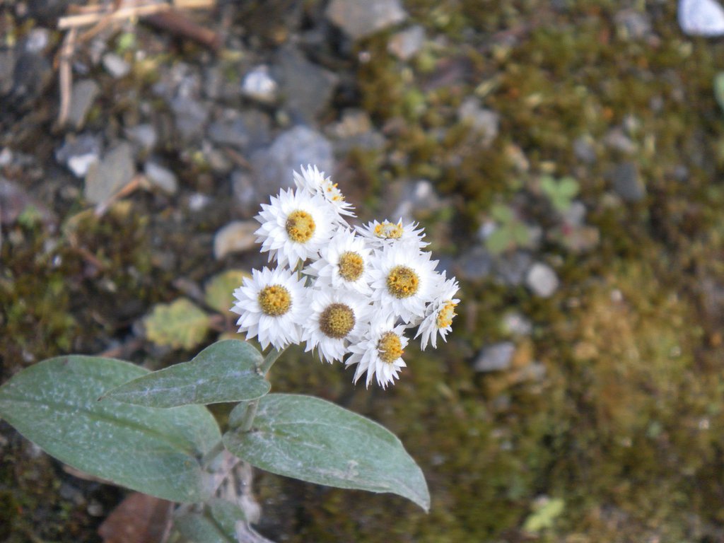 Image SAM_4585.JPG