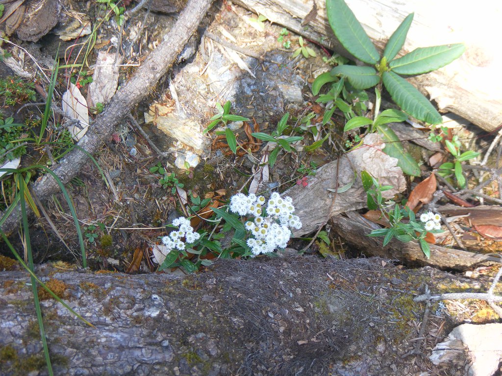 Image SAM_4587.JPG