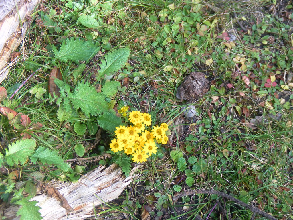 Image SAM_4588.JPG