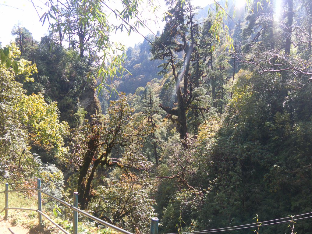 Image SAM_4595.JPG