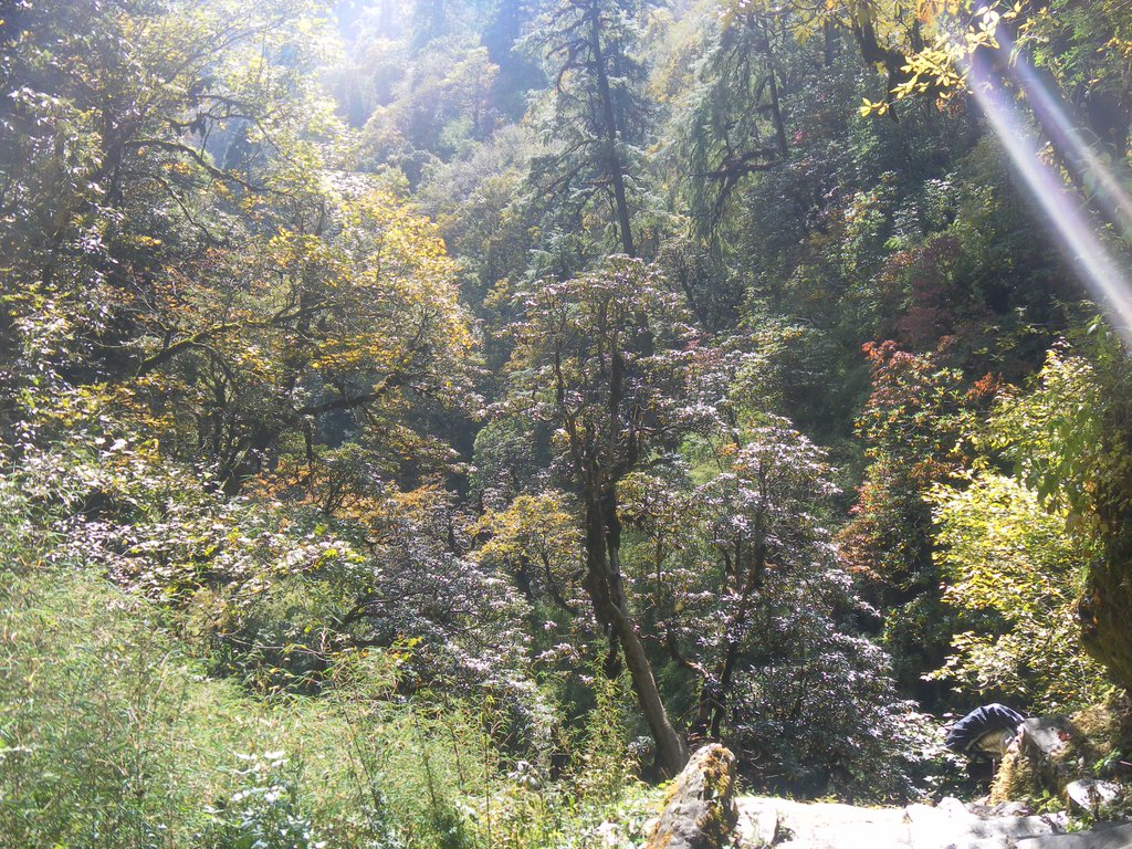 Image SAM_4596.JPG