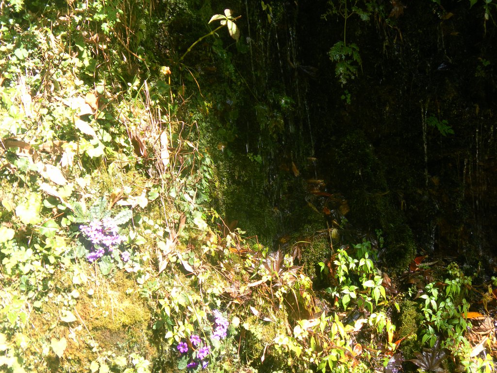 Image SAM_4597.JPG