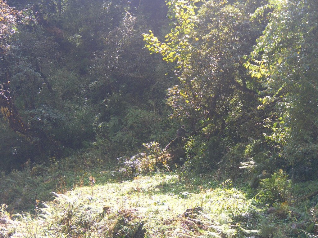 Image SAM_4605.JPG