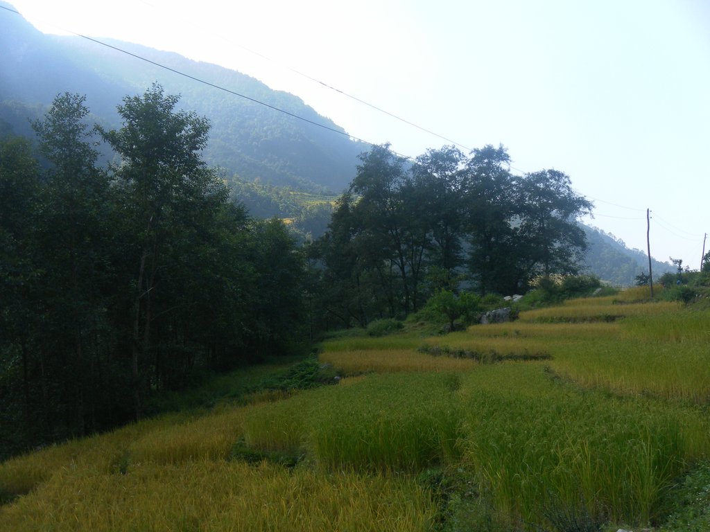 Image SAM_4650.JPG