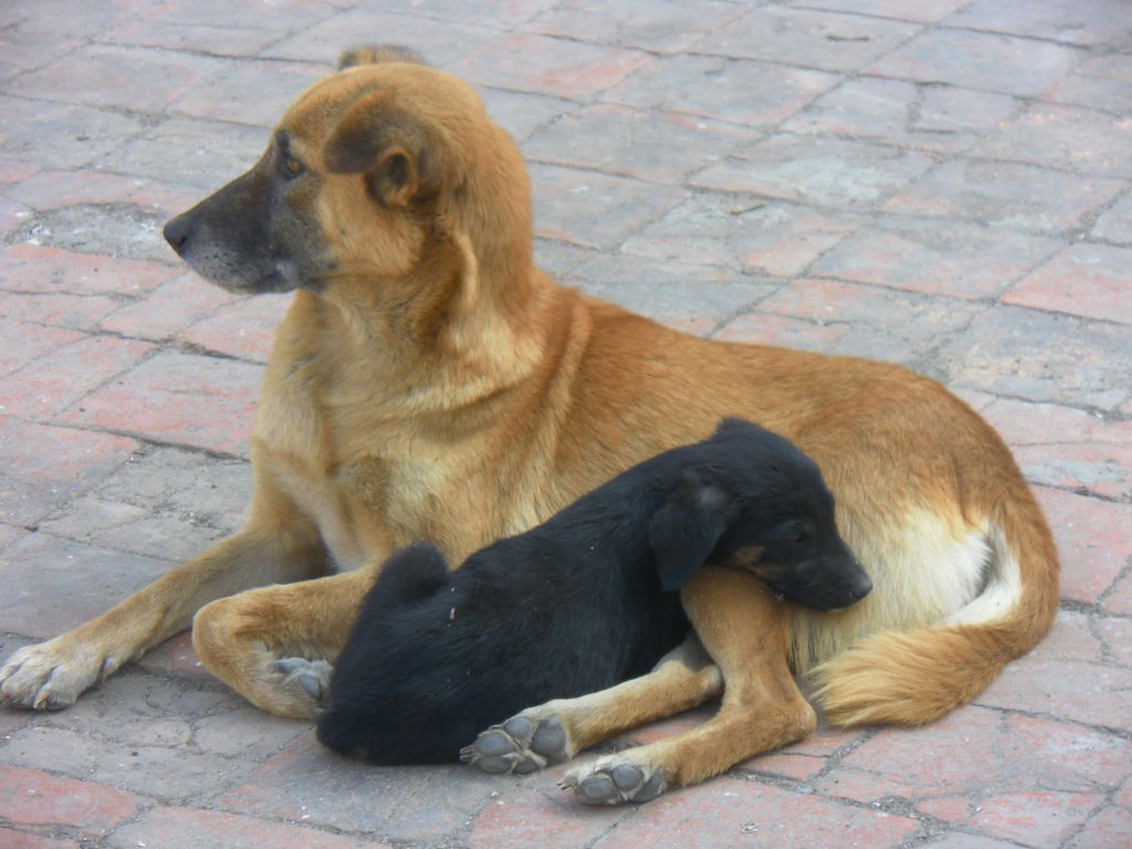 Image SAM_4759.JPG