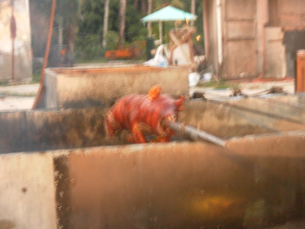 Image SAM_3421.JPG
