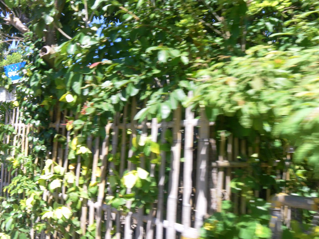 Image SAM_3545.JPG