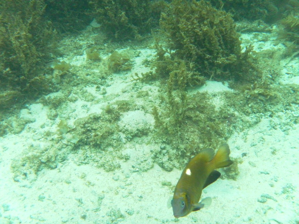 Image SAM_3053.JPG