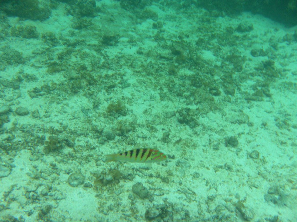 Image SAM_3054.JPG