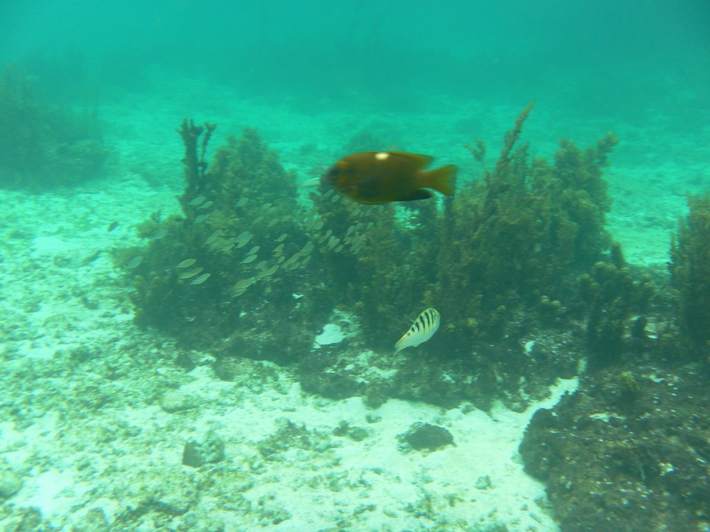 Image SAM_3056.JPG