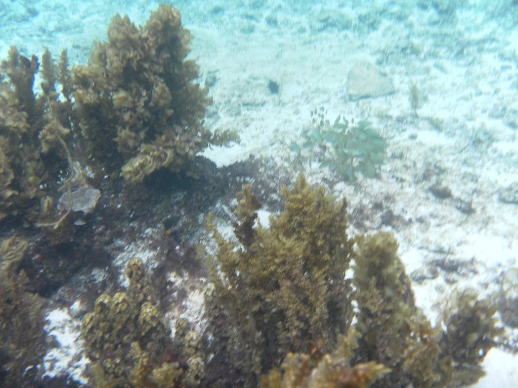 Image SAM_3057.JPG