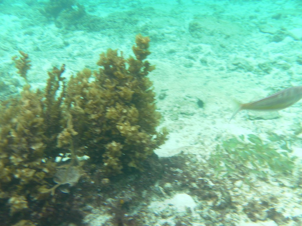 Image SAM_3058.JPG