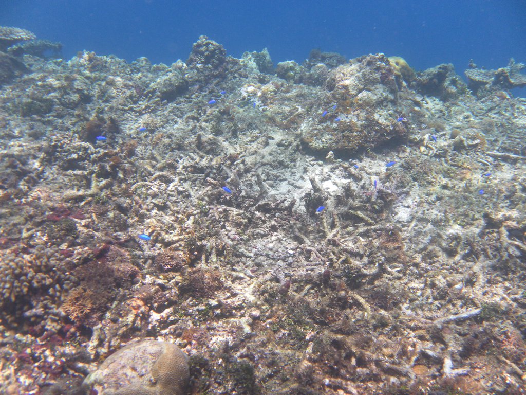 Image SAM_3110.JPG