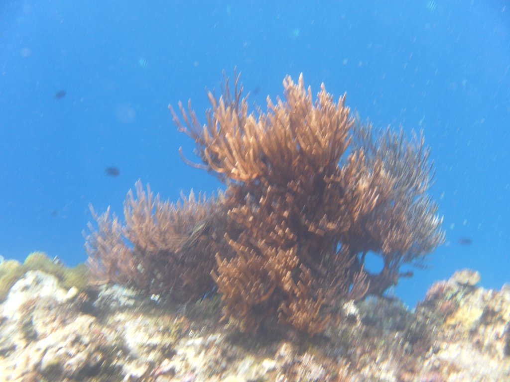 Image SAM_3113.JPG