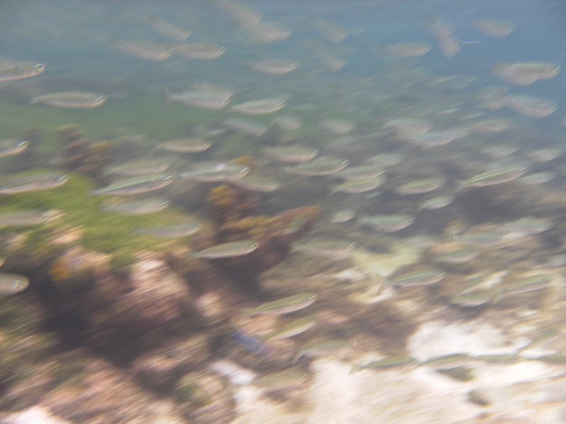 Image SAM_3149.JPG