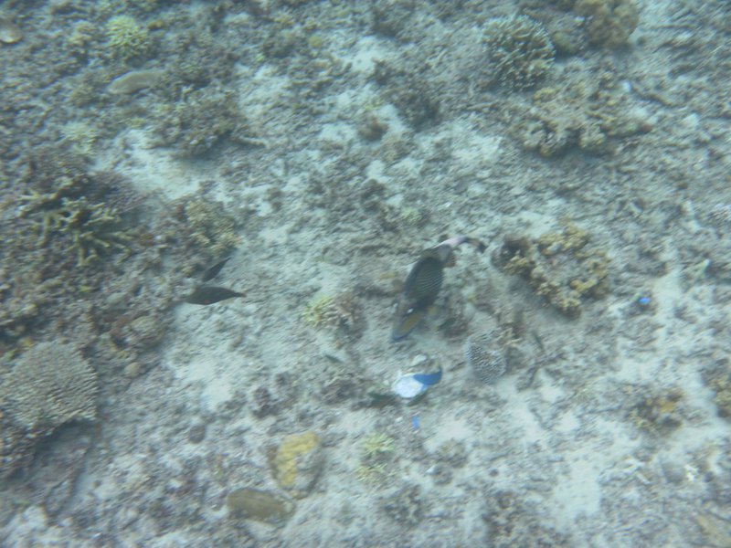 Image SAM_3194.JPG