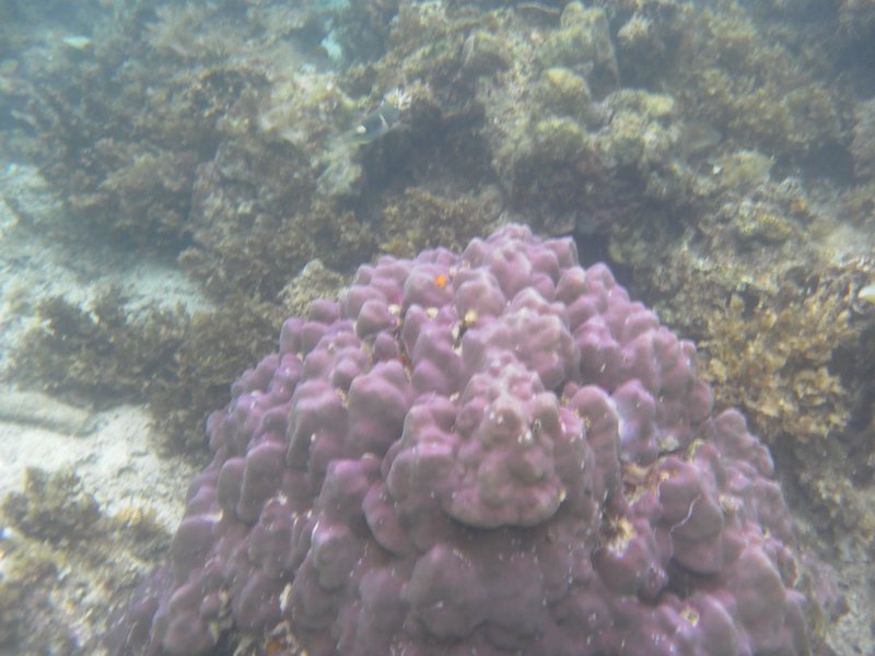 Image SAM_3204.JPG