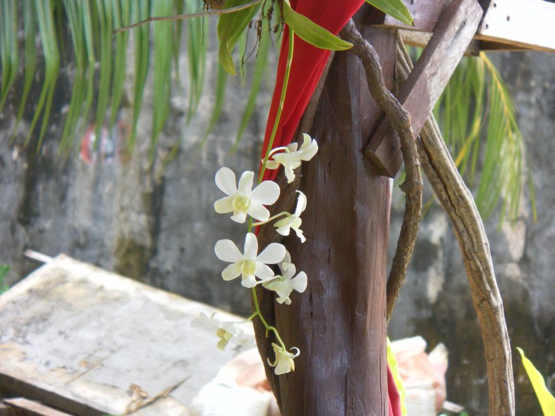 Image SAM_3240.JPG