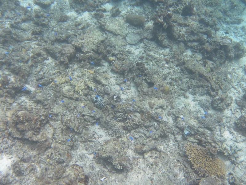 Image SAM_3308.JPG