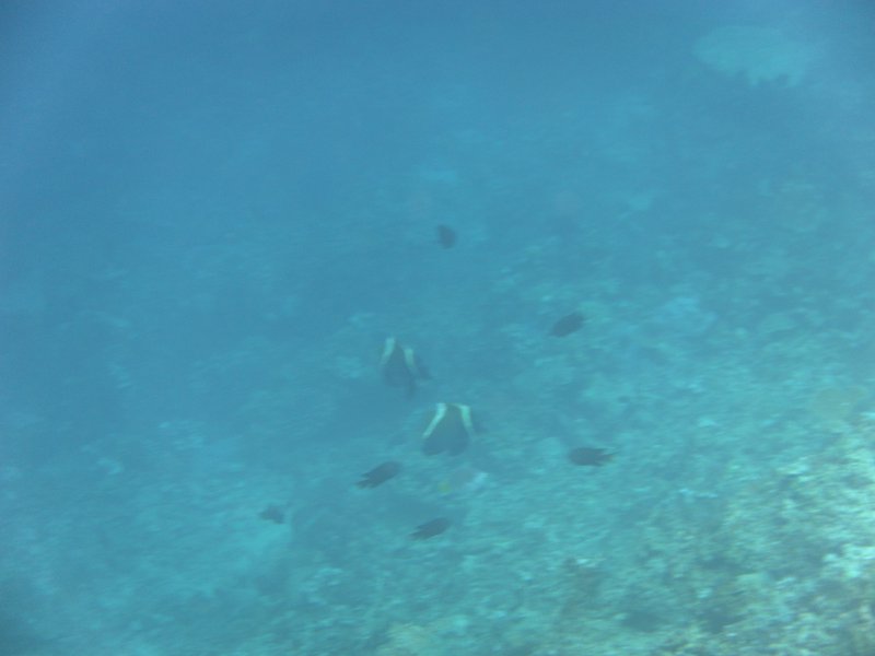 Image SAM_3312.JPG