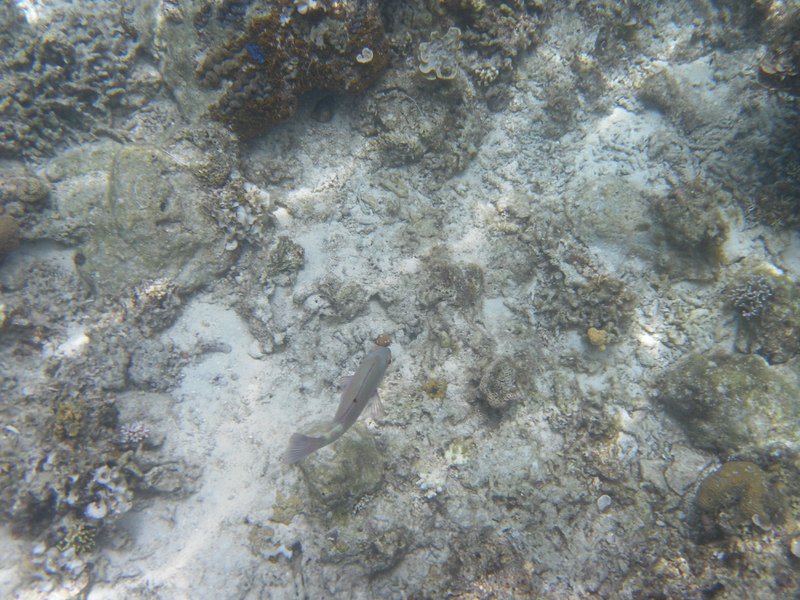 Image SAM_3327.JPG
