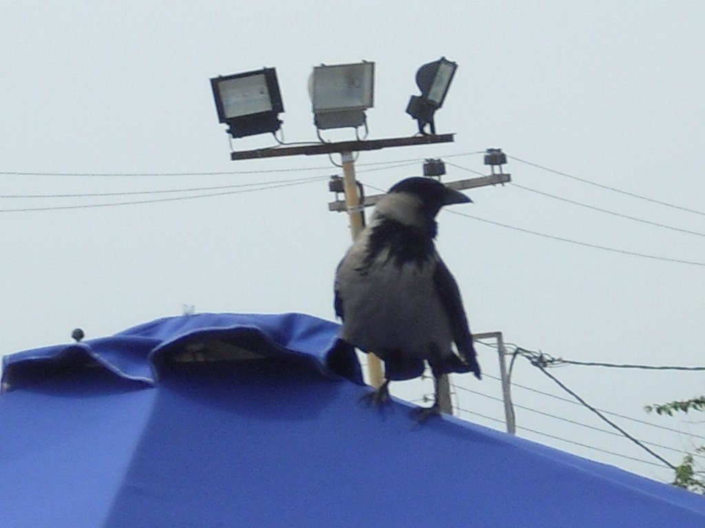 Image CIMG4606.JPG