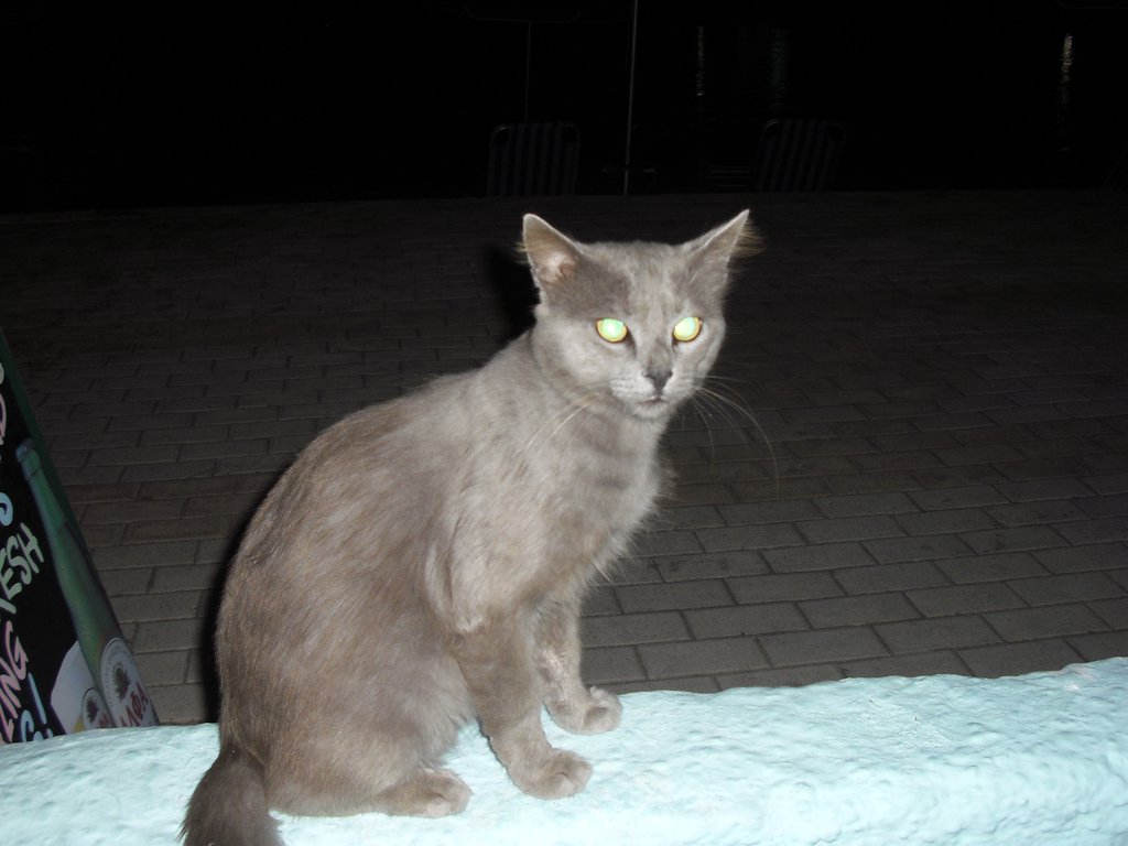 Image CIMG4737.JPG