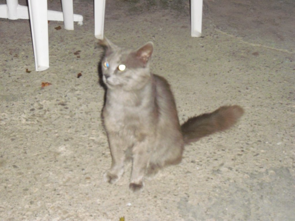 Image CIMG4738.JPG