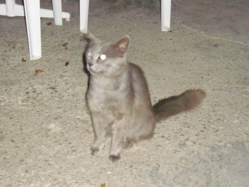 Image CIMG4738.JPG