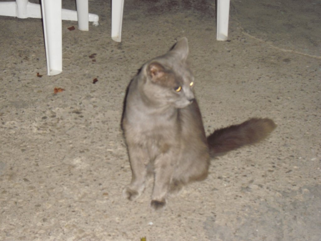 Image CIMG4739.JPG