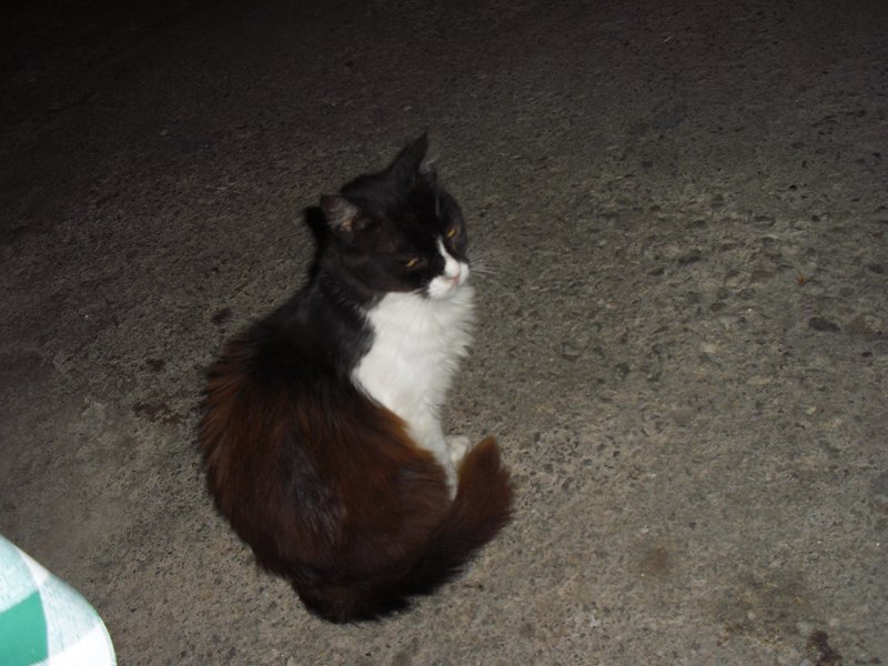 Image CIMG4740.JPG